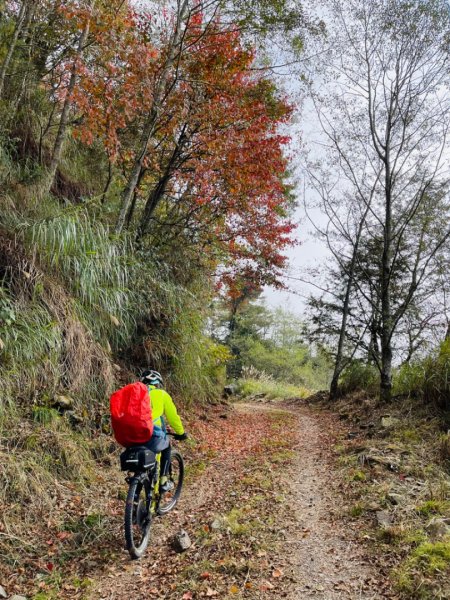 1101211大雪山230林道9.2k/雪山西稜登山口1546529