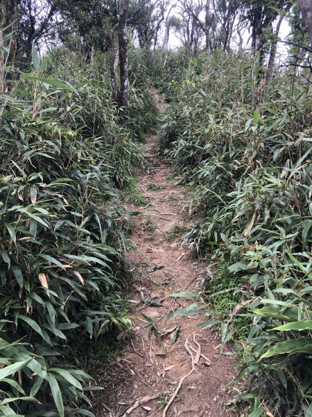 【宜蘭礁溪】抹茶山~超消暑聖母登山步道640602