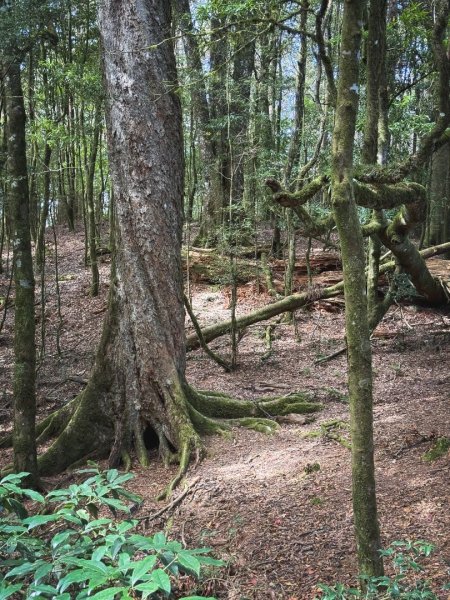 鳶嘴稍來步道賞楓季 ，大雪山門票優惠到12/31！2969557