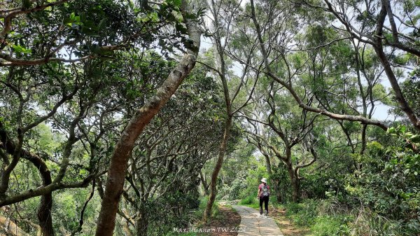 《新竹》百大必訪｜鳳崎落日步道及香山濕地賞蟹步道202404202483678