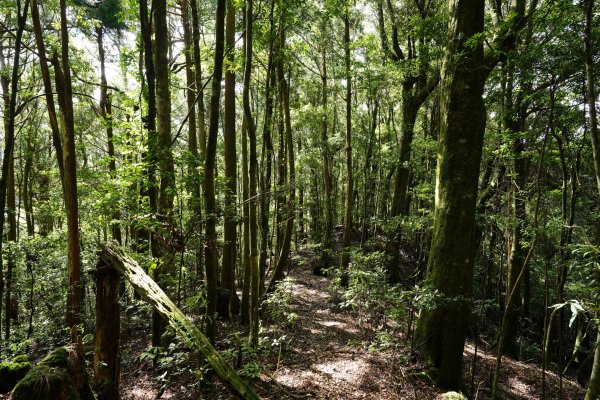 新竹 五峰 油羅山、霞山2798254