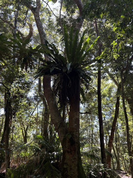 20251116鳴海山、網子山登山步道2938457