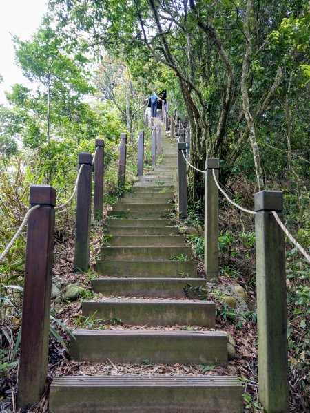 頭嵙山(小百岳#41)大坑4,5,1步道1003703