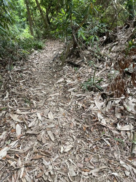 大橫屏山上的油桐花1700857