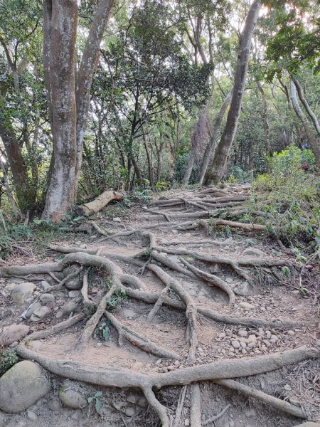 飛鳳山觀日坪古道2656241