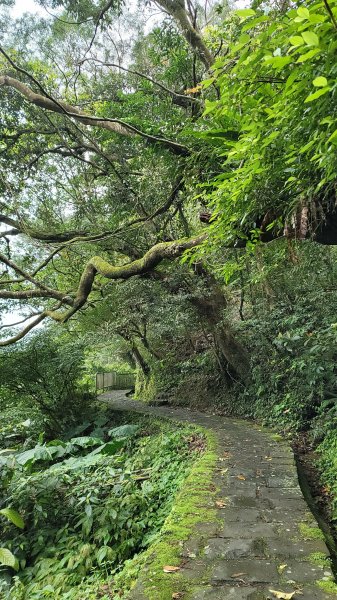 坪頂古圳步道2089592