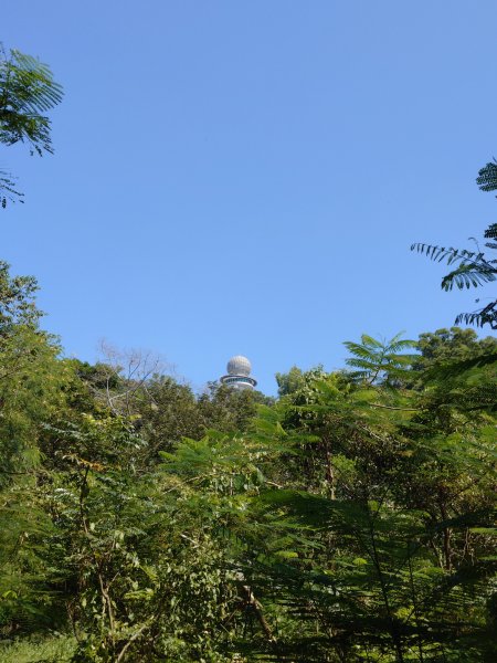 松柏嶺O形2908129