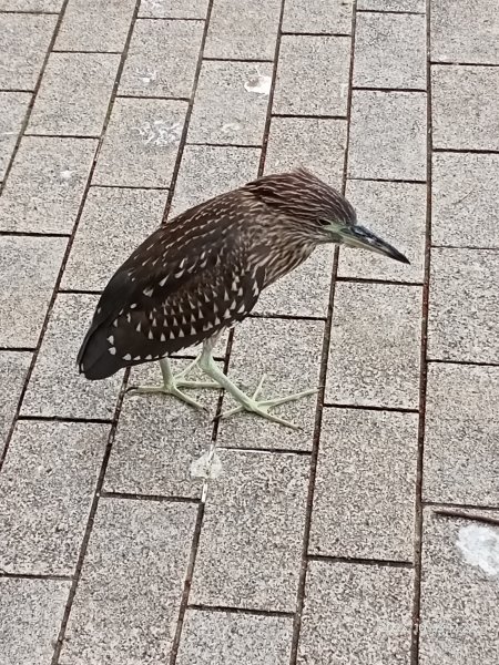 大湖公園、湖山六號公園、大港墘公園【走路趣尋寶、健康大穀東】2313188