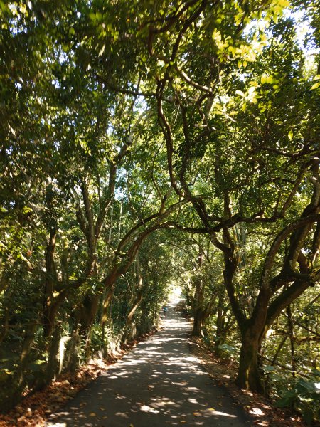 松柏嶺O形2908132