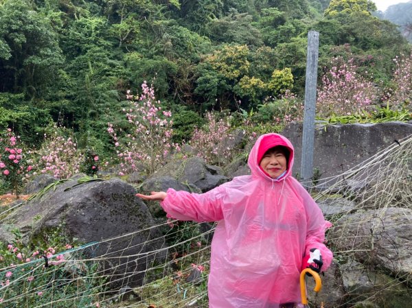 雨中漫步淡水跤頭趺崙步道、楓樹湖步道、天元宮1618566