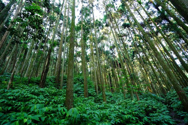 苗栗 南庄 光天高山、向天湖山3073674
