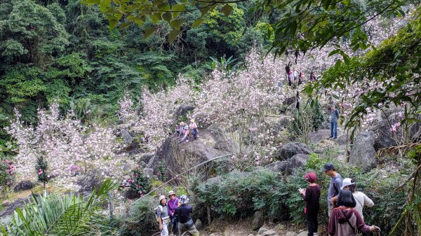 天元宮,楓樹湖,北新庄,淡水老街2430310