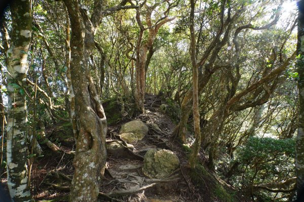 新竹 尖石 內鳥嘴山2899166