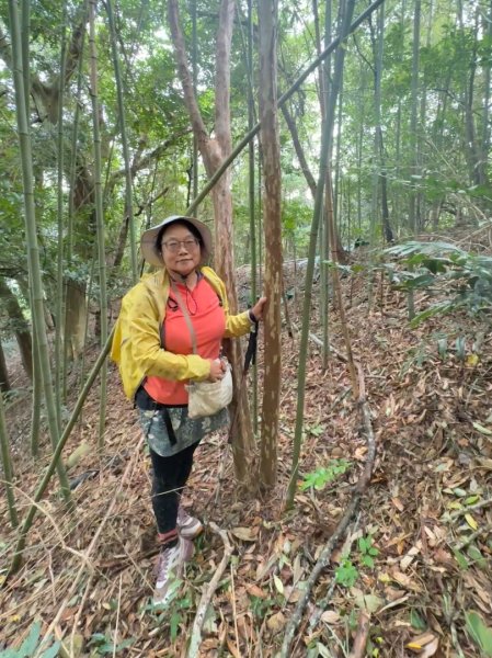 關西大東坑山/草長難過  順訪東安古橋2930482