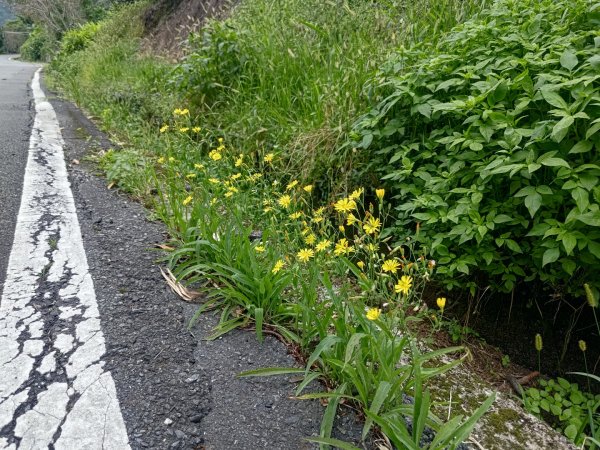 華山4-2號步道上雲嘉連峰2579370