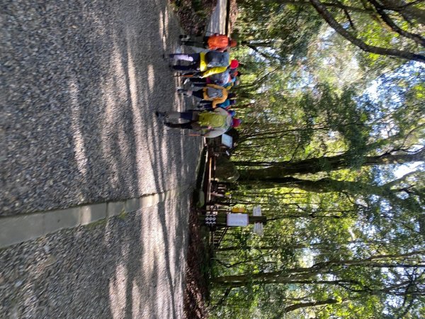 1140209雪見北坑山大板根2709962