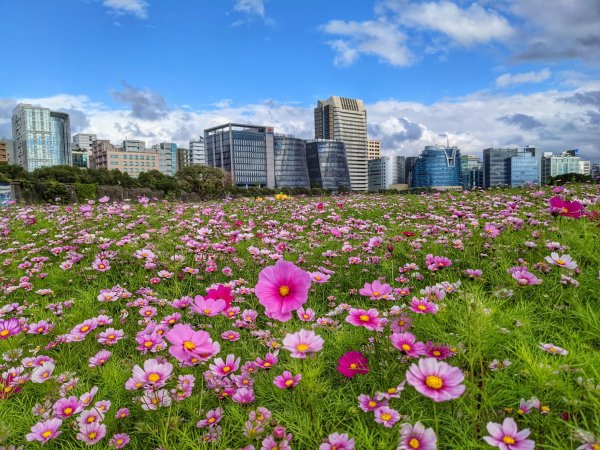 【新聞】北市河濱最大花海登場 三千坪大波斯菊浪漫盛開