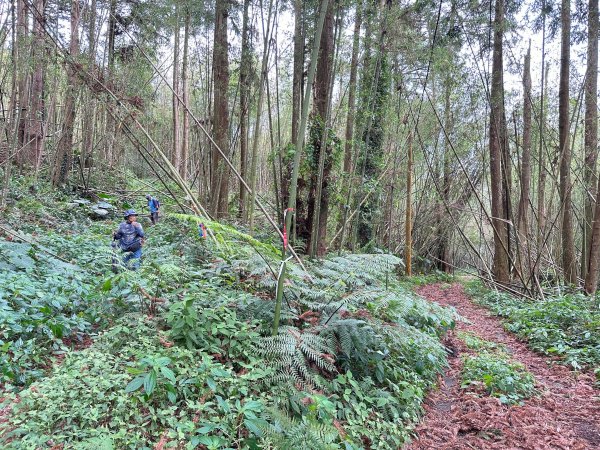 奮太、奮瑞古道上雲戴山續走幼葉林山2493015