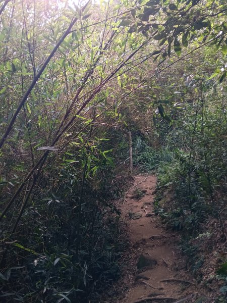 微笑山線大棟山系百年大榕樹段+大湖坑步道2981055