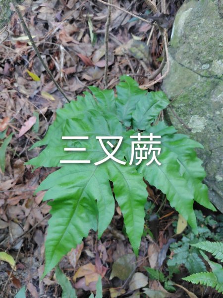 唐麻丹山 蝴蝶谷2918806