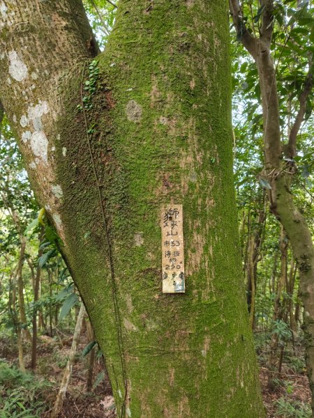 微笑山線：【二格山系】銀河洞越嶺段2959996