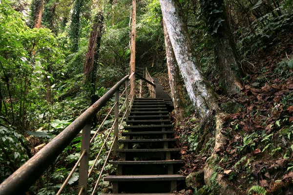 新竹竹東｜五指山金龜岩.猴洞步道｜奇岩巨石一線天．意料之外楓紅美景1574327