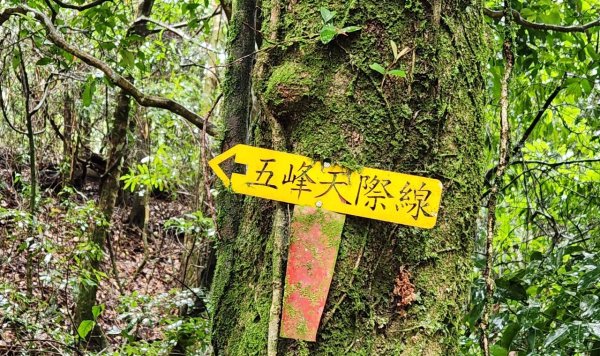 【中級山】有一種美，令人不想回家，新竹鵝公髻山2744661