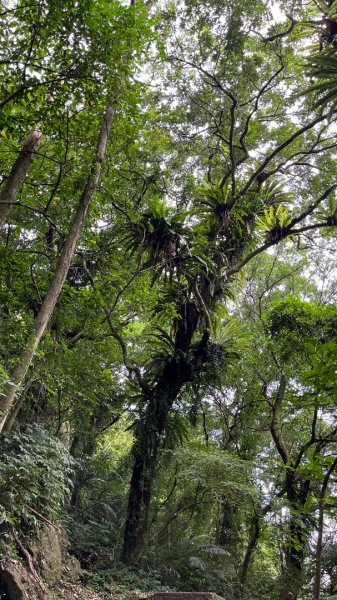 石碇_皇帝殿2884136