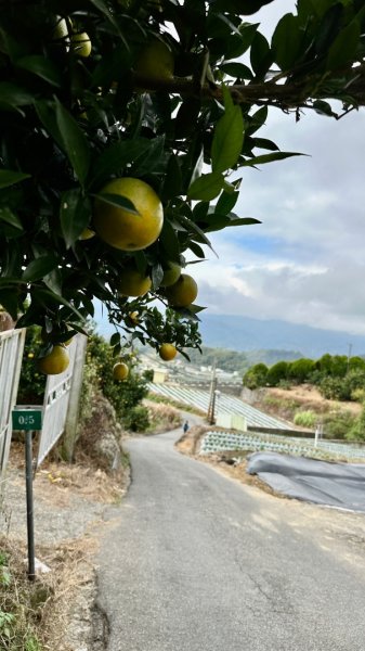 馬那邦山O走2370107