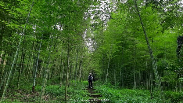 《南投》竹林茶園｜鳳凰谷步道環鳳凰山寺O繞202506222817523