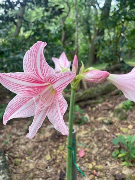 微笑山⛰️線-大棟-二格山-五分山-天上山-鳶山💎12條步道完成💙2841370