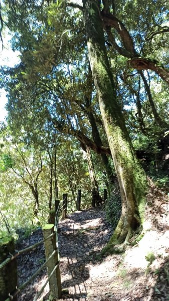 高聳雲天∥杉林溪杜鵑巨木森林、燕庵步道