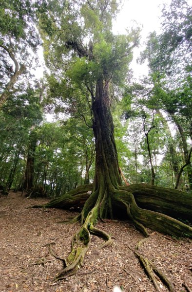 雪見大板根-202502222859816