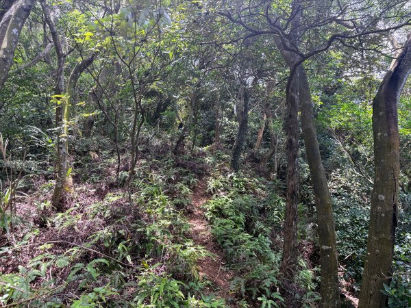 三段崎古道2835535