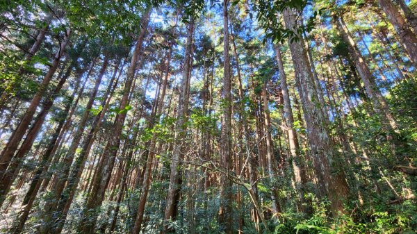 【中級山】插天山的奇幻世界，赫威山，赫威神木群步道2741307
