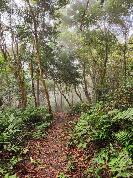 小百岳集起來-關刀山2182866