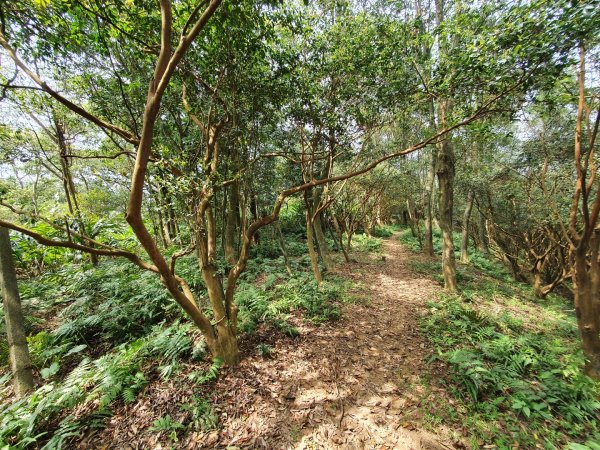 土城天上山，大暖尖山，猴洞，清水石門山，桐花公園，賞螢步道，承天禪寺，桃園福源山1645588