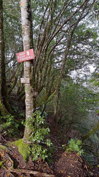 屯野生台山、石麻達山2993171