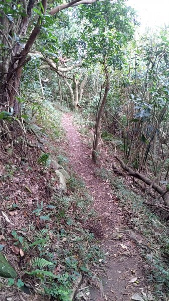 觀音山北橫古道1579588