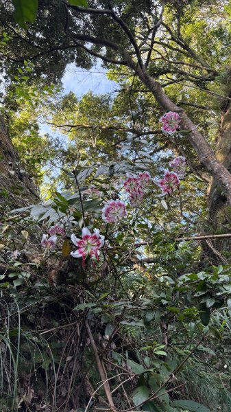 岩壁上的花、艷紅鹿子百合（12868974