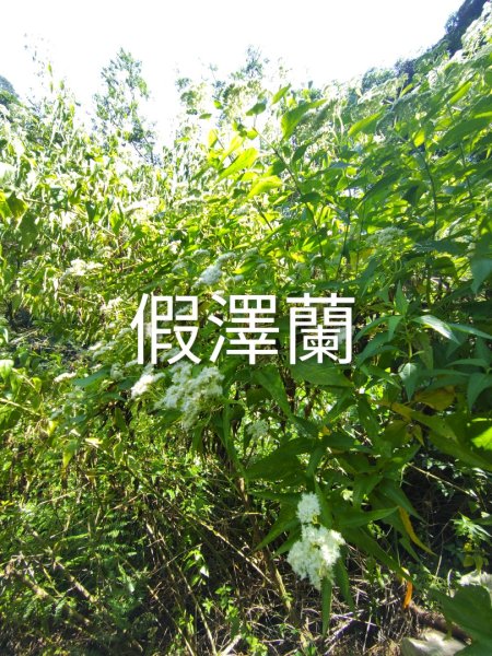 唐麻丹山 蝴蝶谷2918859