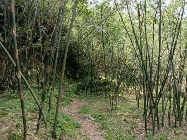 五指山古道+友蚋山南峰2757042