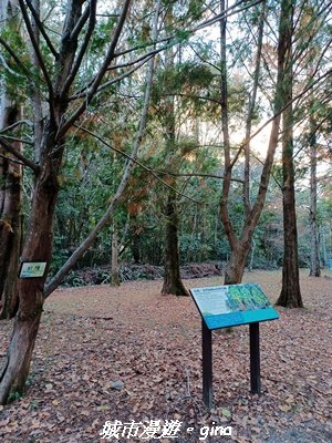 【南投仁愛】光影下的森林療育。 奧萬大國家森林遊樂區步道群2973080