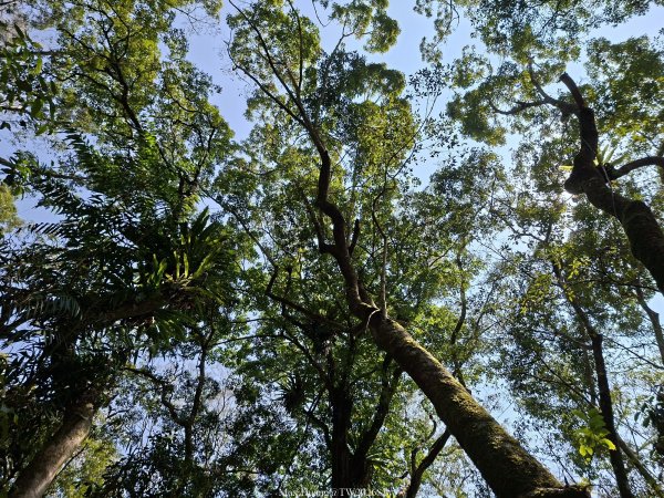 《台中》巨人之手｜雪山坑環線步道202603223021465