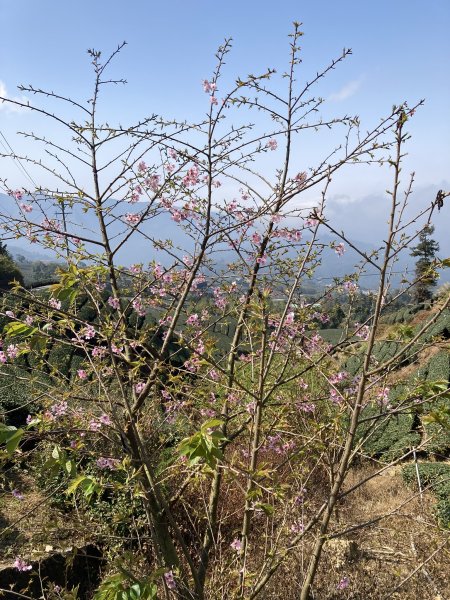 20260217月眉山+海鼠山+奮瑞古道3001669