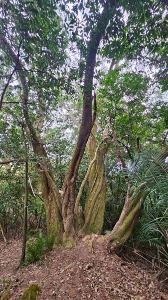 20260127流水蓮華-飛沙縱走-坑尾山南稜2992547