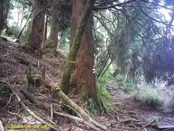 兒玉(自忠)山、東水山、東水山西峰及特富野古道O繞。3061781