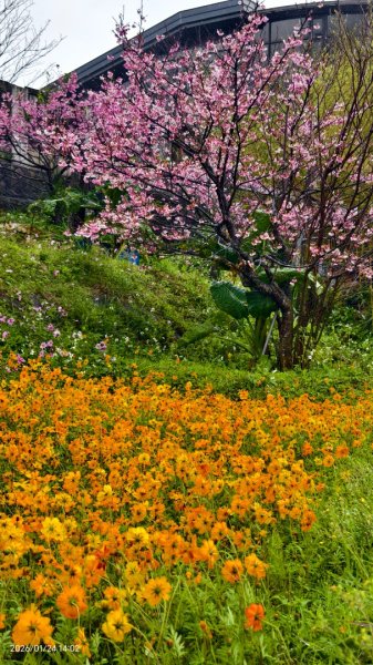 #平菁街 #鵝尾山梯田 #廣佑聖王廟 #寒櫻巷 #夕陽 1/24&252987017