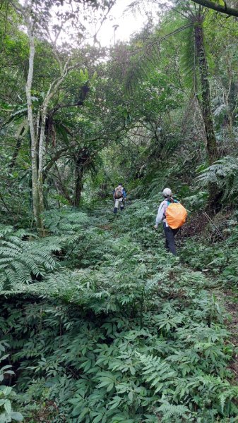 安坑五山縱走2784623