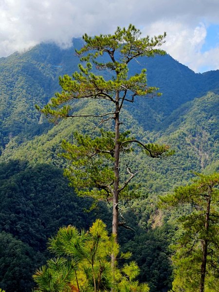 波津加山-谷關七雄(老四)3015181